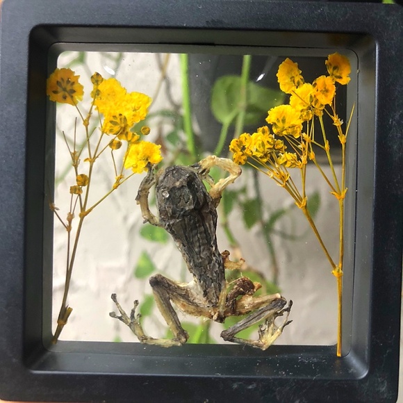 Preserved Frog in Frame - Picture 1 of 1